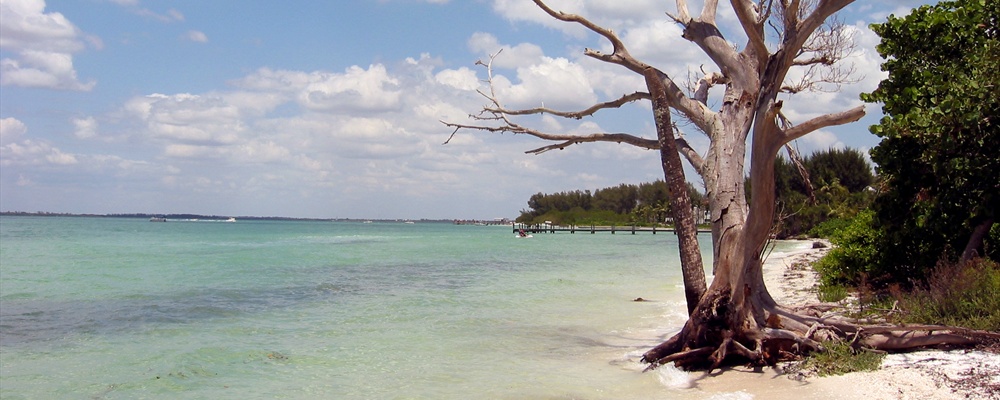lovely tree on Sanibel Island